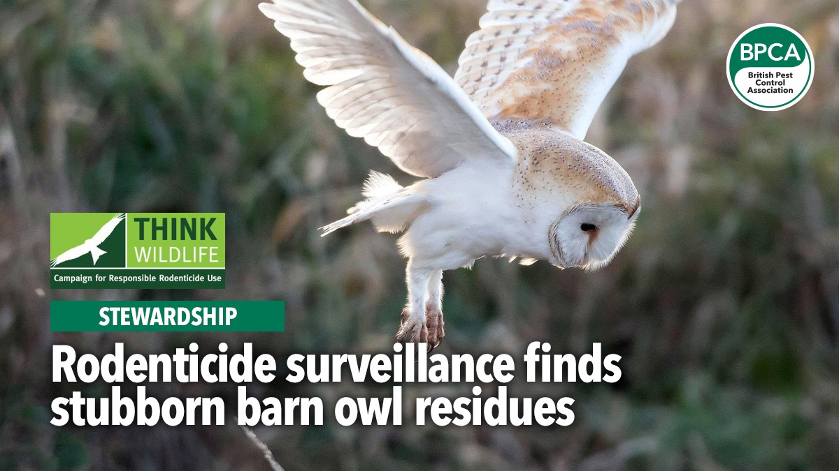 CRRU Rodenticide surveillance finds stubborn barn owl residues CRRU Rodenticide surveillance finds stubborn barn owl residues